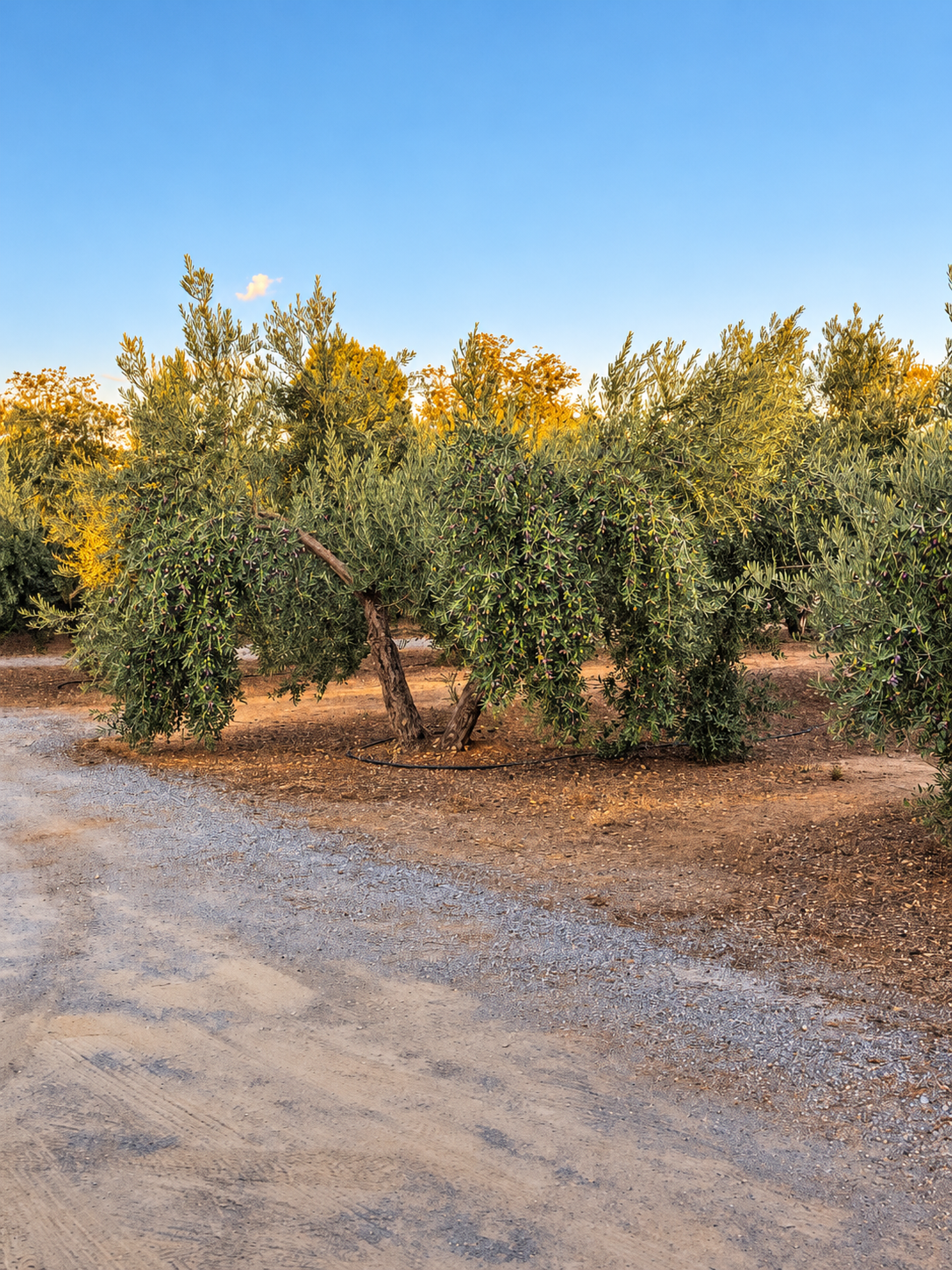 El paisaje de olivos de Villa Vega